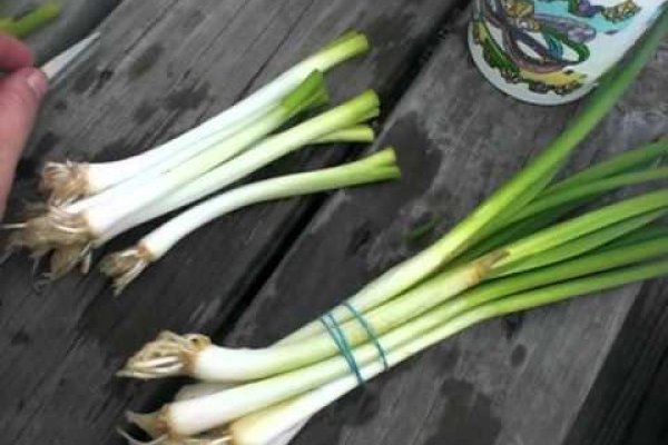Правильная ссылка на кракен
