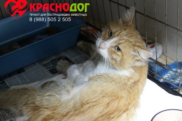 Кракен тг ссылка